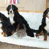 BERNERS ... they too like the human furniture over the floor or the doggie beds.