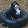 QUINCY as a puppy in the backyard tire