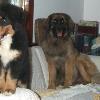 QUINCY hanging out with TANGO the LEONBERGER