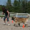 Leonberger Club of Ontario's  2009 Carting Workshop.  June Ward was the instructor.