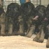 Lining up puppies is much harder than it looks !