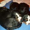 HERSHEY & CRUS LITTER ...  2.5 weeks old in this photo ...  Miss Purple & Mr Blue facing the camera
