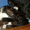 HERSHEY & CRUS  LITTER ...  2.5 weeks old in this photo ... Miss Yellow and Miss Purple relaxing