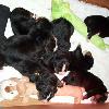 LITTER born March 30th, 2011 ... 7 puppies ... 3 girls and 4 boys.  One week old in this photo.