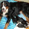 2012 Litter Botn September 4th.  NESTLE and her four boys.  Picture taken at ONE WEEK OLD.