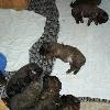 FOUR WEEK PHOTO & UPDATE :  They are all doing fine -- gaining weight and have teeth, which does not making Tango happy.   The puppies run and stampede the door when they hear me  coming.  They are getting very cute !  I may have one left so please call  or email.
