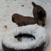 SIX WEEKS OLD :  It's Apil !  Why is this white stuff still in our backyard ????