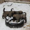 We are puppies ... we understand it sometimes snows in EARLY APRIL !
