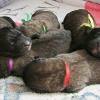 Three Days Old ... The Pile of Puppies ... Deep Asleep