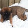 KUMNC Miss Marple at 8.5 weeks getting her first taste of snow.